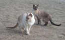 Фотографии к статье: Сиамская кошка (Siamese Cat) / Советы по уходу и воспитанию породы кошек, описание кошки, помощь при болезнях, фотографии, дискусии и форум.