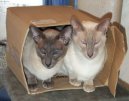 Фотографии к статье: Сиамская кошка (Siamese Cat) / Советы по уходу и воспитанию породы кошек, описание кошки, помощь при болезнях, фотографии, дискусии и форум.