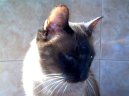 Фотографии к статье: Сиамская кошка (Siamese Cat) / Советы по уходу и воспитанию породы кошек, описание кошки, помощь при болезнях, фотографии, дискусии и форум.