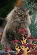 Сибирская кошка (Siberian Cat) / Породы кошек / Уход, советы, бесплатные объявления, форум, болезни