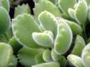 Фотографии к статье: Котиледон (Cotyledon)