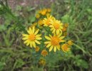 Фотографии к статье: Крестовник кровавый (Senecio cruentus)