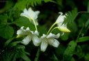 Фотографии к статье: Кринум (Crinum)