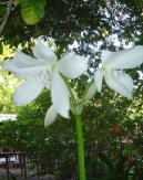 Фотографии к статье: Кринум (Crinum)