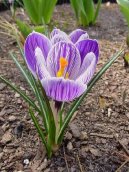 Фотографии к статье: Крокус (Crocus)