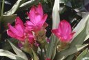 Фотографии к статье: Куркума (Curcuma)