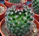 Фотографии к статье: Маммиллярия (Mammillaria)