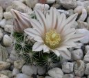 Фотографии к статье: Маммиллярия (Mammillaria)