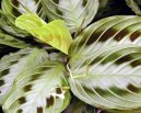 Фотографии к статье: Маранта (Maranta)