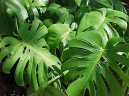 Фотографии к статье: Монстера деликатесная, лакомая (Monstera deliciosa)