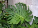 Фотографии к статье: Монстера деликатесная, лакомая (Monstera deliciosa)