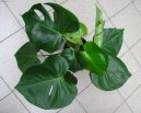 Фотографии к статье: Монстера деликатесная, лакомая (Monstera deliciosa)