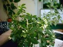 Мурайя метельчатая (Murraya paniculata) / Комнатные растения и цветы / Бонсаи