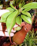 Фотографии к статье: Непентес (Nepenthes)