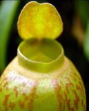 Фотографии к статье: Непентес (Nepenthes)