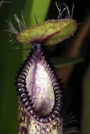 Фотографии к статье: Непентес (Nepenthes)