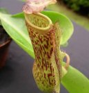 Фотографии к статье: Непентес (Nepenthes)