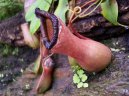 Фотографии к статье: Непентес (Nepenthes)