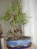 Фотографии к статье: Ногоплодник (Podocarpus)