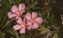 Фотографии к статье: Олеандр (Nerium oleander)