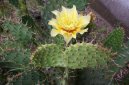 Фотографии к статье: Опунция (Opuntia)