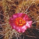 Фотографии к статье: Опунция (Opuntia)