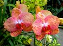 Фотографии к статье: Орхидея Фаленопсис (Phalaenopsis)