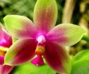 Фотографии к статье: Орхидея Фаленопсис (Phalaenopsis)