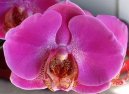 Фотографии к статье: Орхидея Фаленопсис (Phalaenopsis)