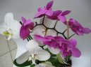 Фотографии к статье: Орхидея Фаленопсис (Phalaenopsis)