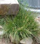 Фотографии к статье: Осока Морроу (Carex morrowii Variegata)