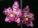 Фотографии к статье: Пафиопедилум (Венерин башмачок) (Paphiopedilum)