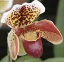 Фотографии к статье: Пафиопедилум (Венерин башмачок) (Paphiopedilum)