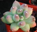 Фотографии к статье: Пахифитум (Pachyphytum)