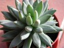 Фотографии к статье: Пахифитум (Pachyphytum)