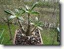 Фотографии к статье: Пахиподиум (Pachypodium)