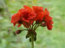 Фотографии к статье: Пеларгония (герань) (Pelargonium)