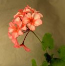 Фотографии к статье: Пеларгония (герань) (Pelargonium)