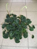 Фотографии к статье: Пеперомия (Peperomia)