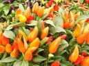 Фотографии к статье: Перец стручковый однолетний (Capsicum annuum)