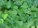 Фотографии к статье: Плющ обыкновенный (Hedera helix)