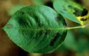 Фотографии к статье: Помощь против болезней комнатных растений (Help against diseases houseplants)