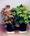 Фотографии к статье: Помощь против болезней комнатных растений (Help against diseases houseplants)