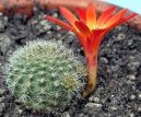 Фотографии к статье: Ребуция крошечная (Rebutia miniscula)