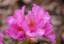 Фотографии к статье: Рододендрон, азалия (Rhododendron, Azalea)