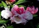 Фотографии к статье: Рододендрон, азалия (Rhododendron, Azalea)