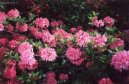 Фотографии к статье: Рододендрон, азалия (Rhododendron, Azalea)