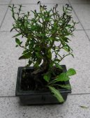 Серисса вонючая (серисса японская) (Serissa foetida) / Комнатные растения и цветы / Бонсаи