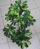 Фотографии к статье: Шеффлера (Schefflera)