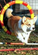 Фотографии к статье: Аджилити (Agility) / Советы по уходу и воспитанию породы собак, описание собаки, помощь при болезнях, фотографии, дискусии и форум.